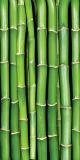 Fototapeta na zeď Bamboo S-136