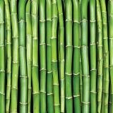 Fototapeta na zeď Bamboo