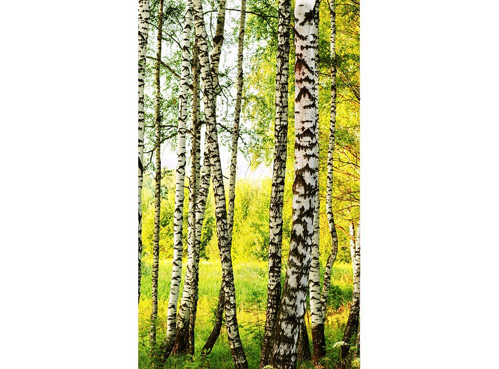 DIMEX vliesová fototapeta 150 x 250 cm MS-2-0094
