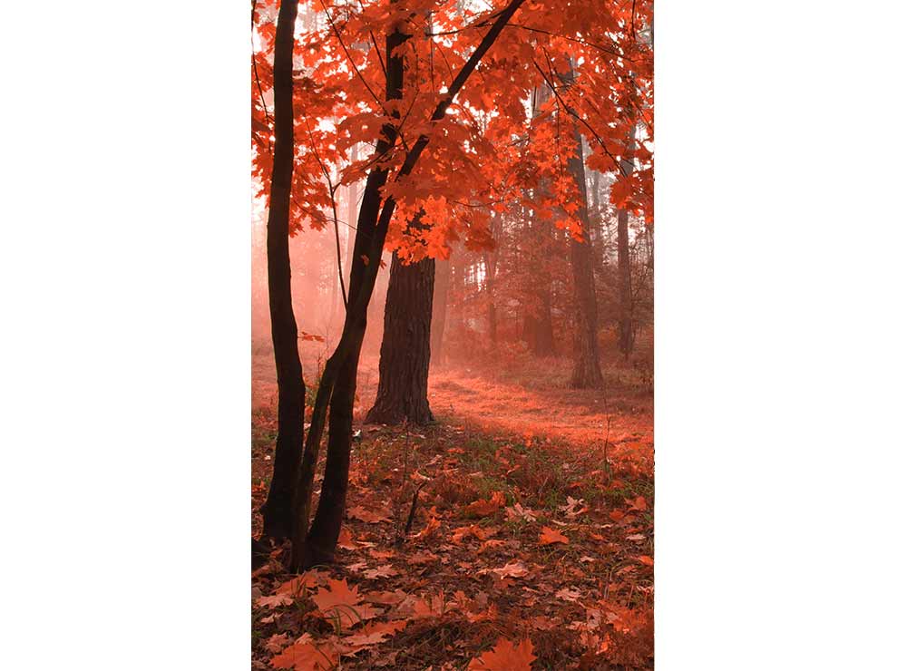 DIMEX vliesová fototapeta 150 x 250 cm MS-2-0095