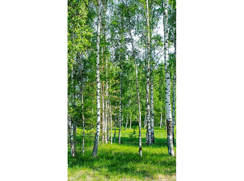 DIMEX vliesová fototapeta 150 x 250 cm MS-2-0100