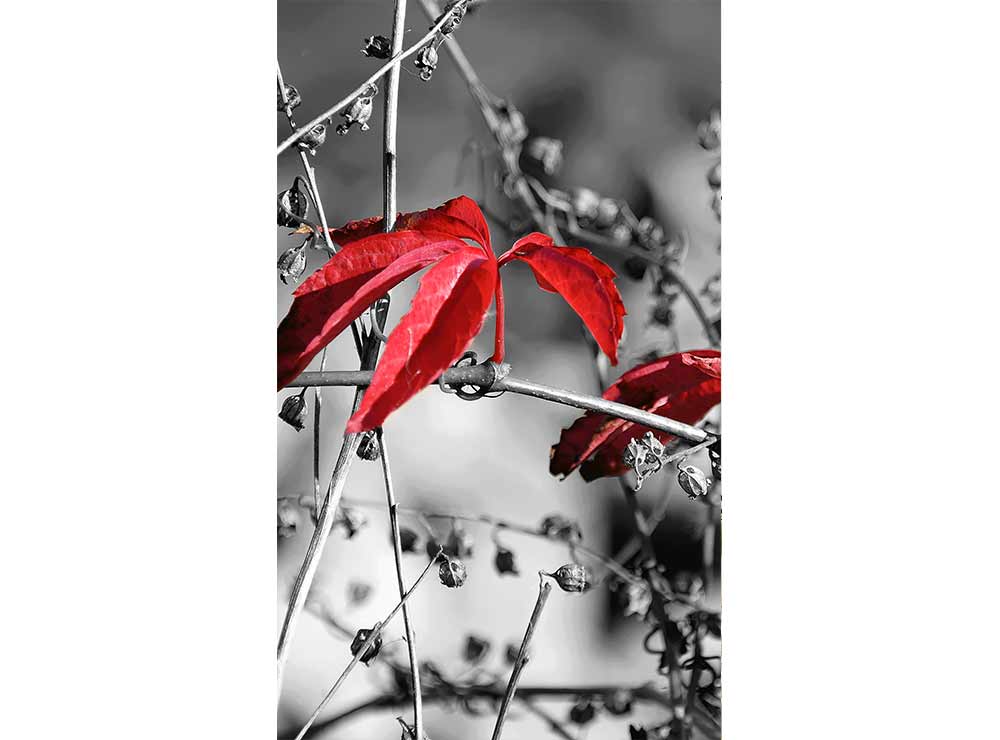 DIMEX vliesová fototapeta 150 x 250 cm MS-2-0110