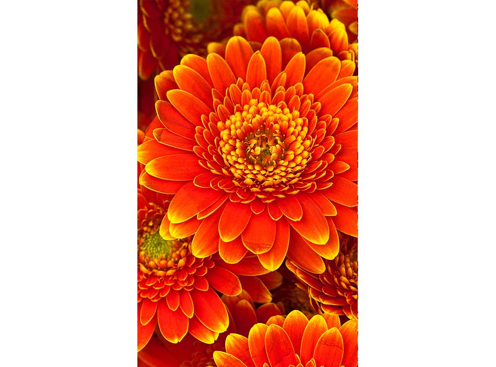 DIMEX vliesová fototapeta 150 x 250 cm MS-2-0131