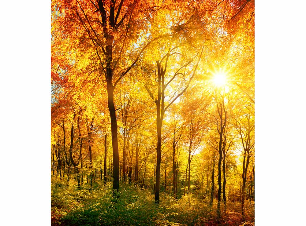 DIMEX vliesová fototapeta 225 x 250 cm MS-3-0067
