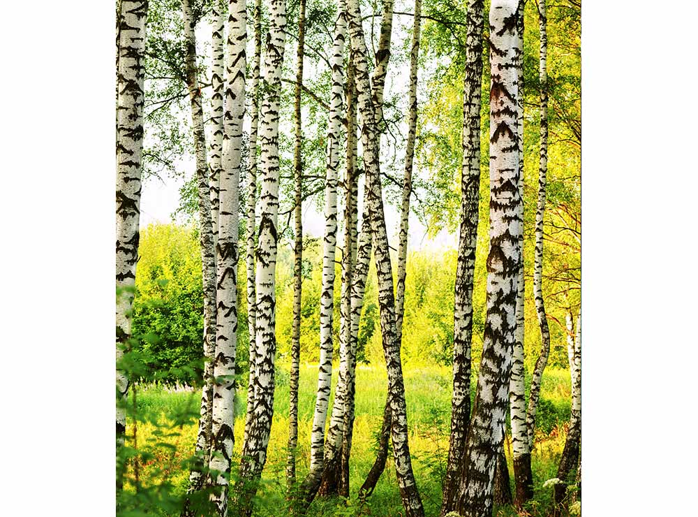 DIMEX vliesová fototapeta 225 x 250 cm MS-3-0094
