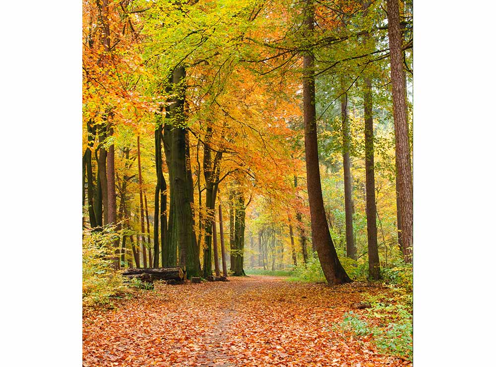 DIMEX vliesová fototapeta 225 x 250 cm MS-3-0099