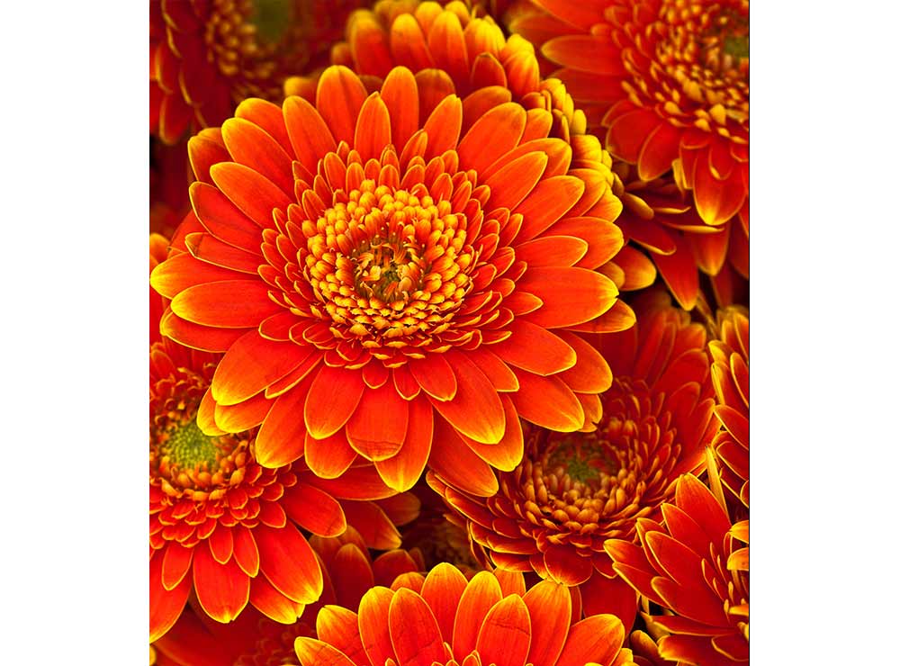 DIMEX vliesová fototapeta 225 x 250 cm MS-3-0131