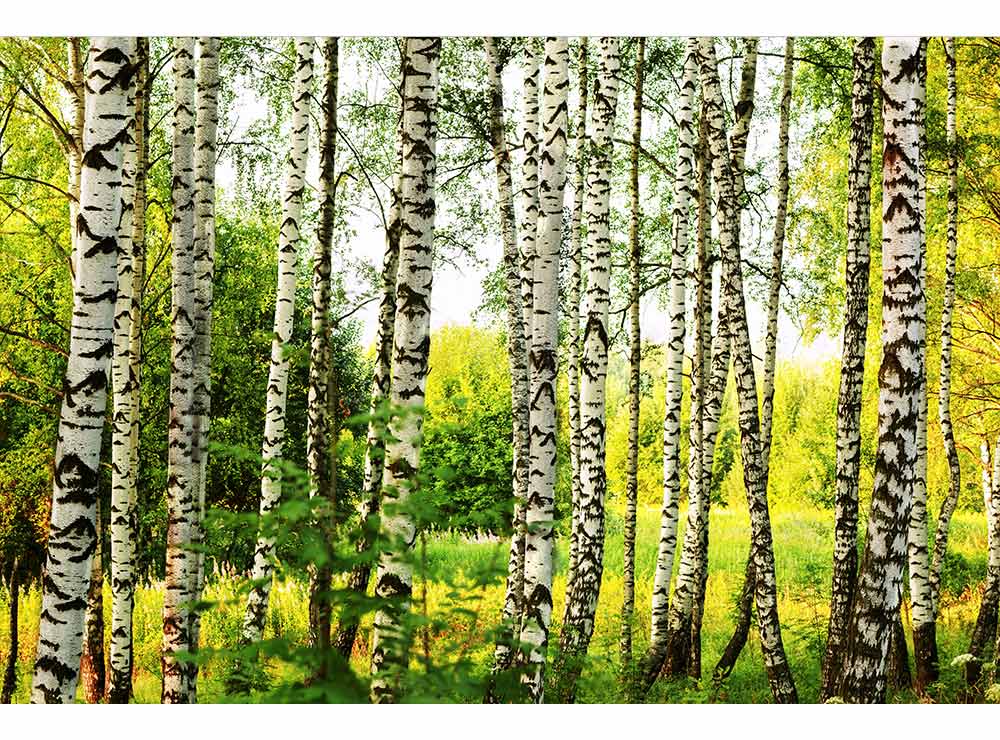 DIMEX vliesová fototapeta 375 x 250 cm MS-5-0094