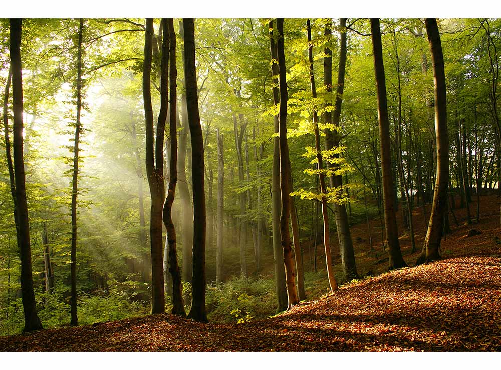 DIMEX vliesová fototapeta 375 x 250 cm MS-5-0098