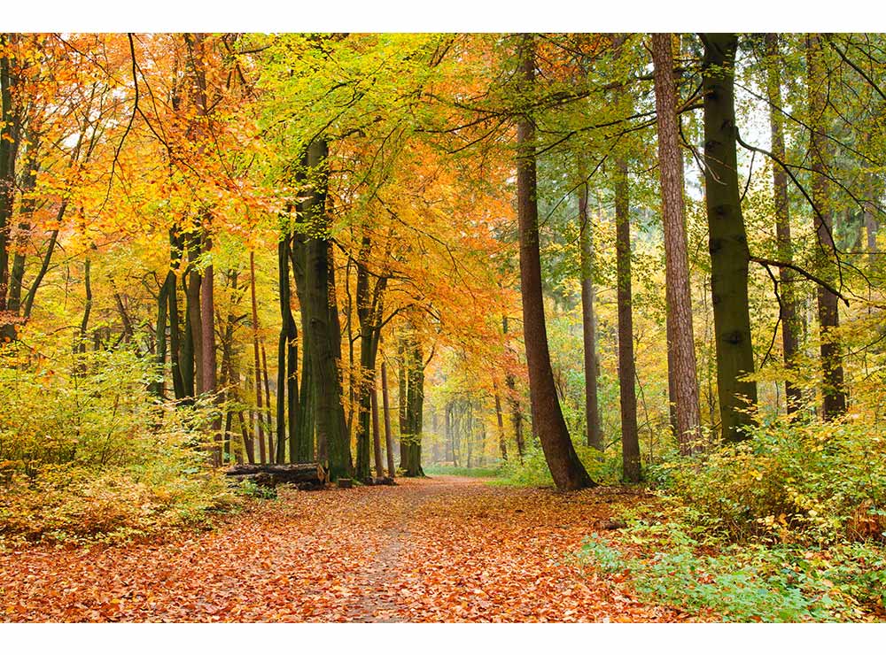 DIMEX vliesová fototapeta 375 x 250 cm MS-5-0099