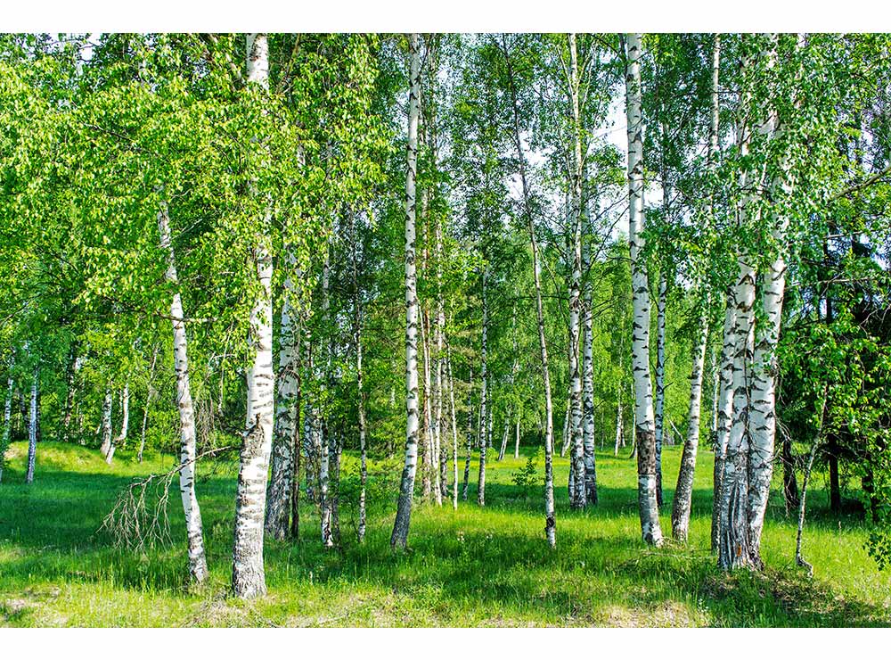 DIMEX vliesová fototapeta 375 x 250 cm MS-5-0100