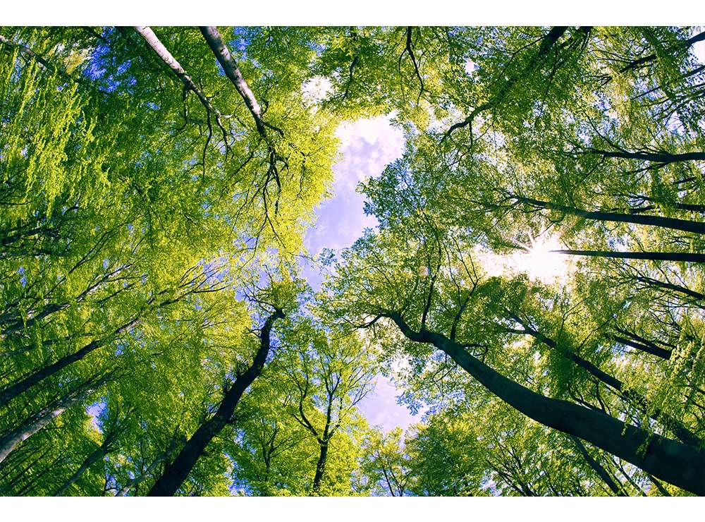 DIMEX vliesová fototapeta 375 x 250 cm MS-5-0104