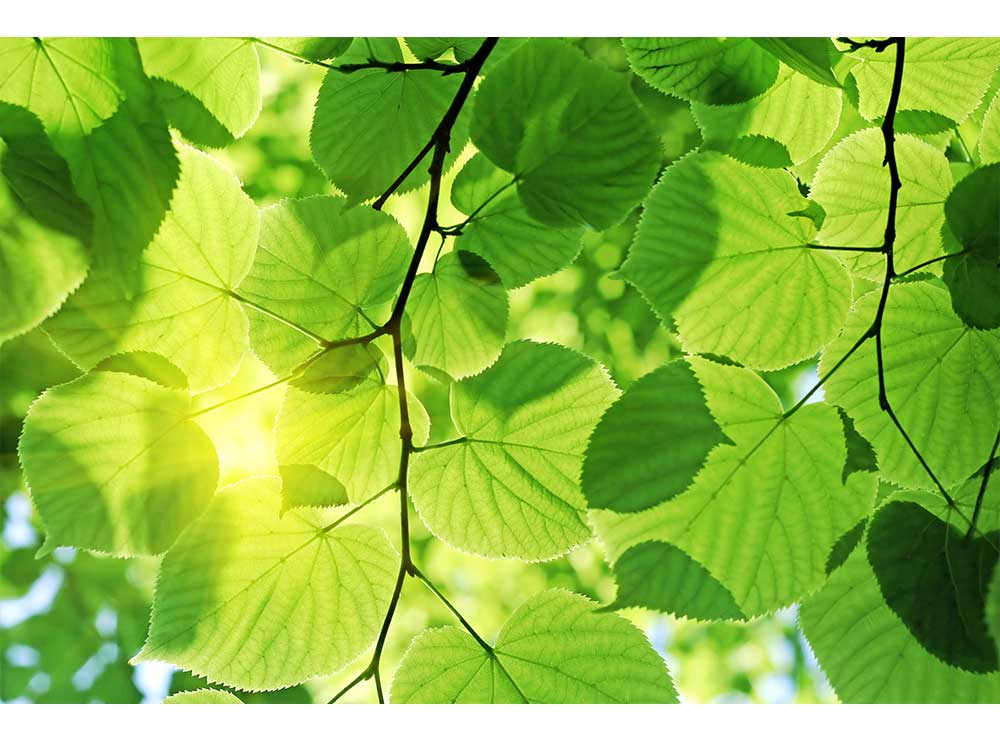 DIMEX vliesová fototapeta 375 x 250 cm MS-5-0107