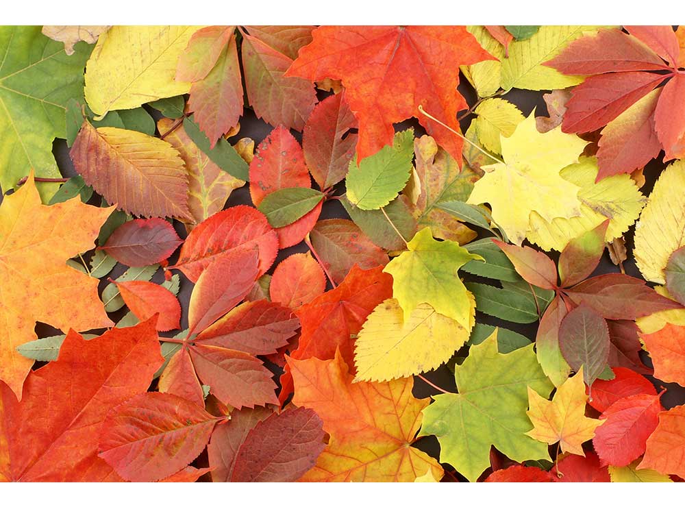 DIMEX vliesová fototapeta 375 x 250 cm MS-5-0115