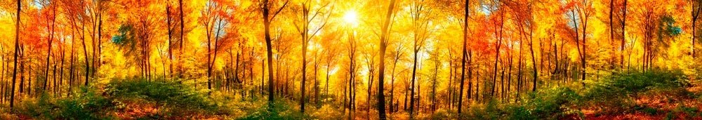 Fototapeta za linku KI350-084 Sunny Forest 330 x 55 cm