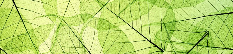 Fototapeta na linku Leaf 260 x 60 cm | KI260-048