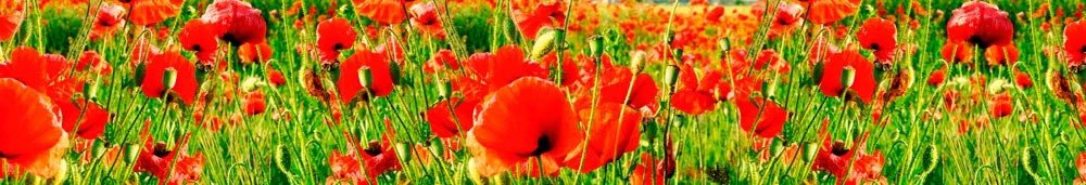 Fototapeta za linku KI350-028 Red Poppies 350 x 60 cm