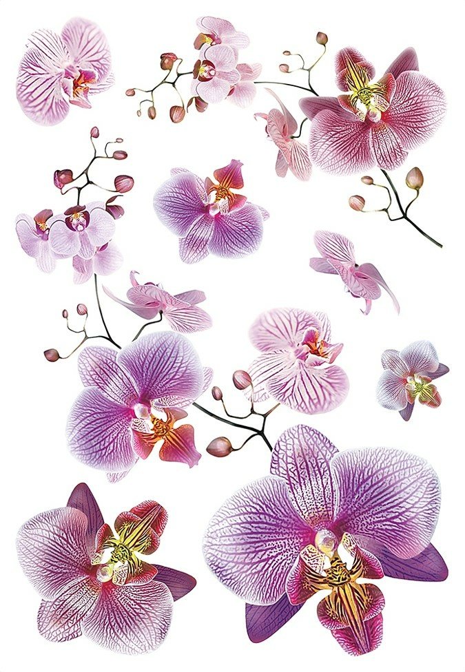 Samolepicí dekorace Orchidej SM 3440 - 65 x 42,5 cm