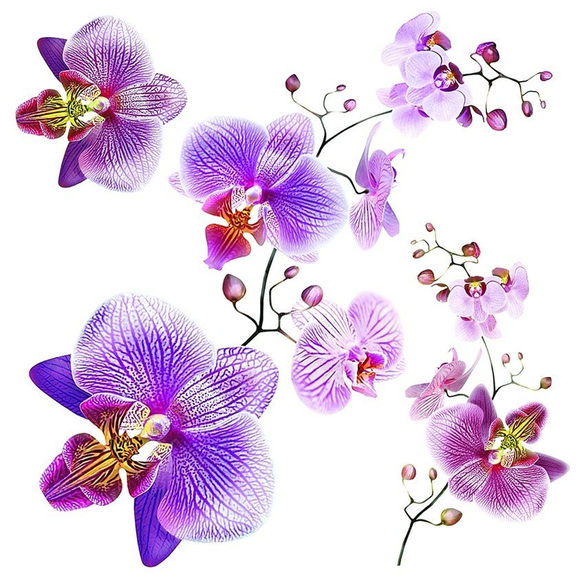 Samolepicí dekorace Orchidej SS 3859 - 30 x 30 cm