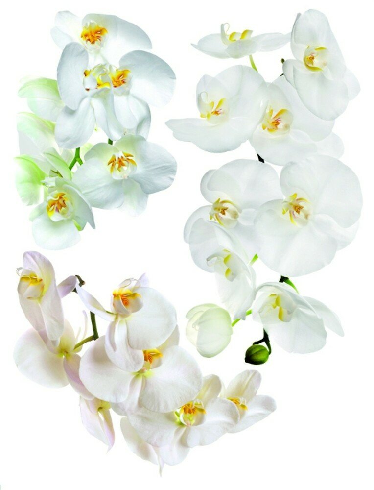 Samolepicí dekorace Orchidej F 1068 - 65 x 85 cm