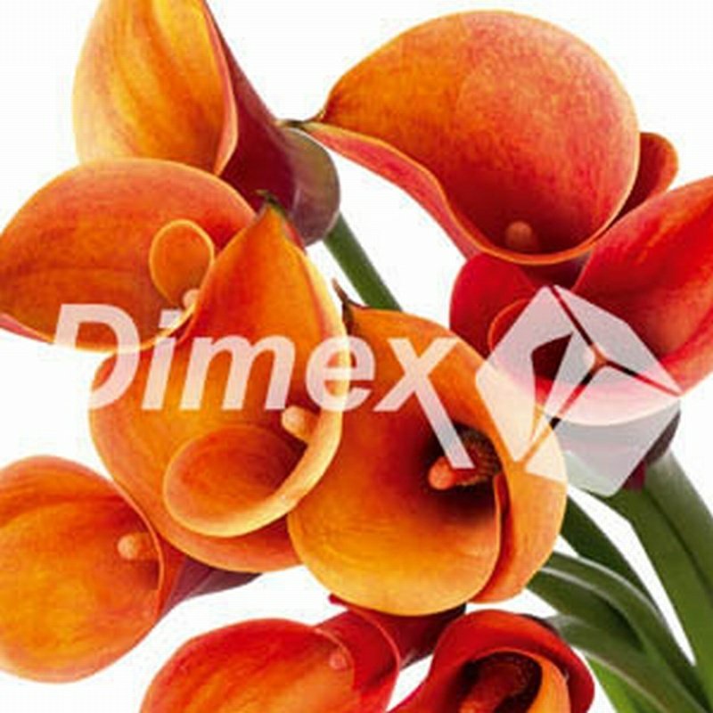 Obraz na skle Calla 30 x 30 cm GL-30-012