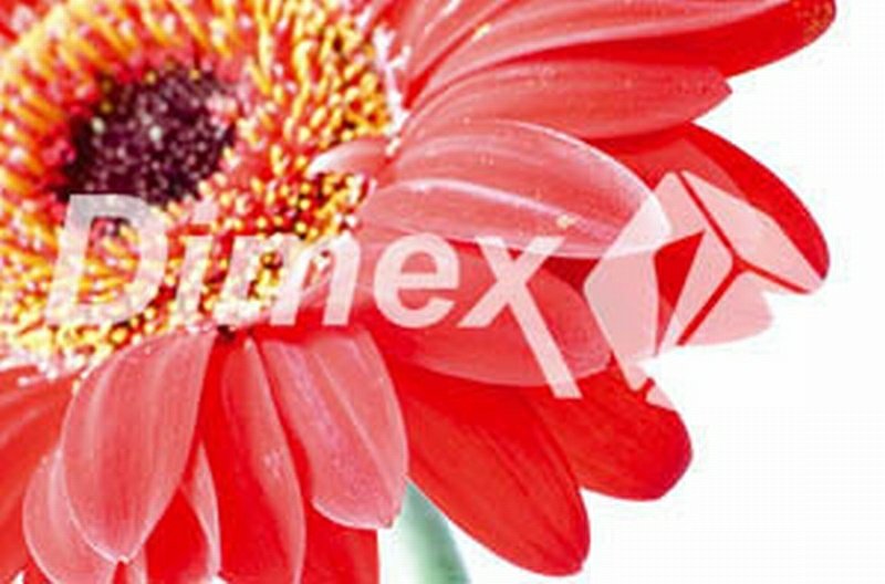 Obraz na skle Gerbera 45 x 30 cm GL-45-008