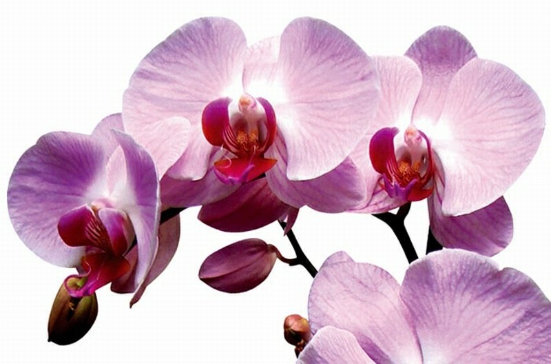 Obraz na skle Orchidej 45 x 30 cm GL-45-021