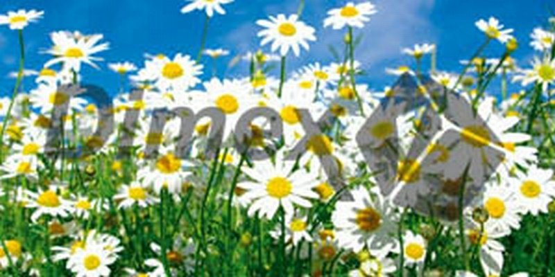 Obraz na skle Daisies 60 x 30 cm GL-60-003