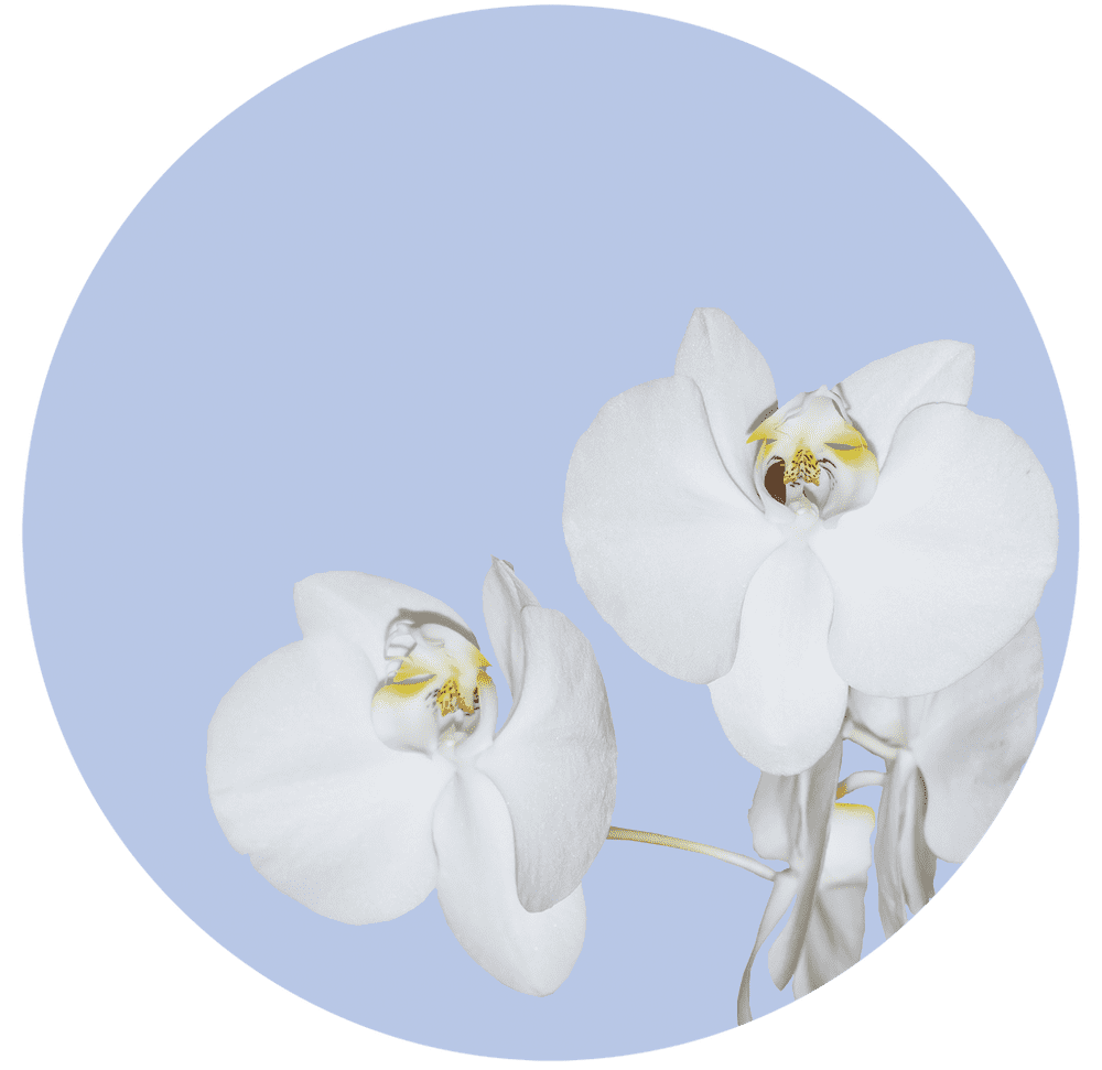 Samolepicí fototapeta CR3200 Orchid on Blue 70 x 70 cm
