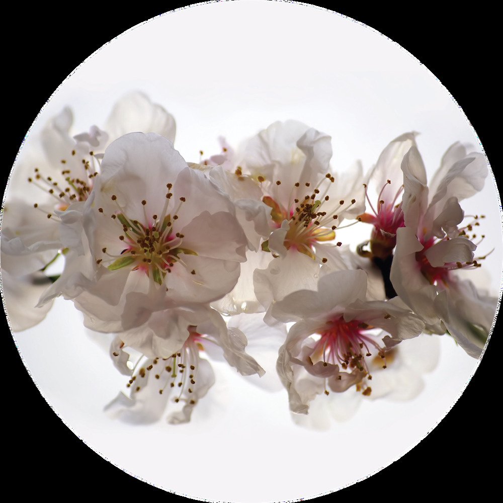 Samolepicí fototapeta CR3206 Floating Flowers 70 x 70 cm