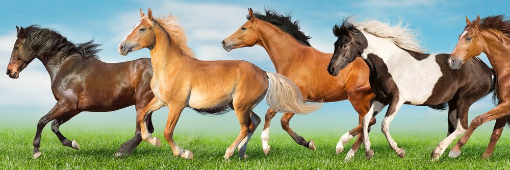 Fototapeta do kuchyně KI180-111 Horses 180 x 60 cm