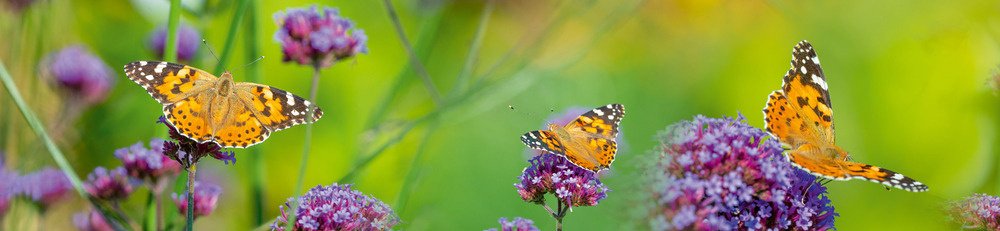 Fototapeta do kuchyně KI260-113 Butterflies 260 x 60 cm
