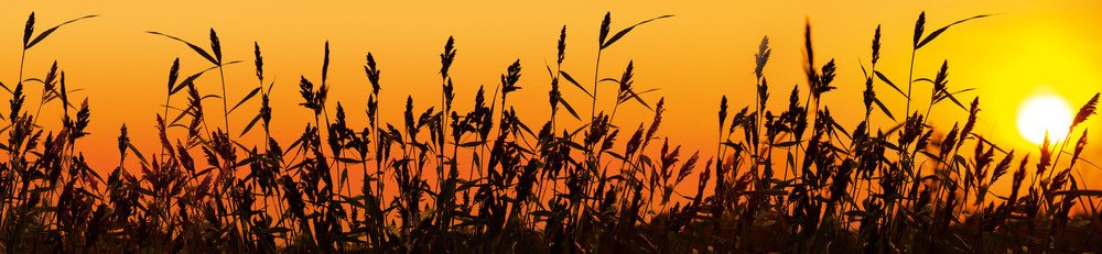 Fototapeta do kuchyně KI260-128 Reeds 260 x 60 cm