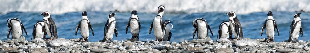 Fototapeta za linku KI350-112 Penguins 350 x 60 cm