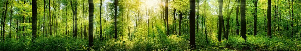 Fototapeta za linku KI350-133 Forest 350 x 60 cm