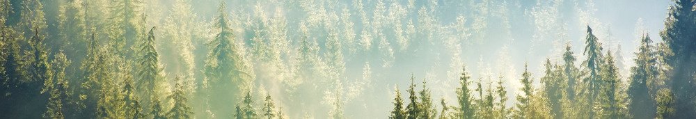 Fototapeta za linku KI350-141 Woods 350 x 60 cm