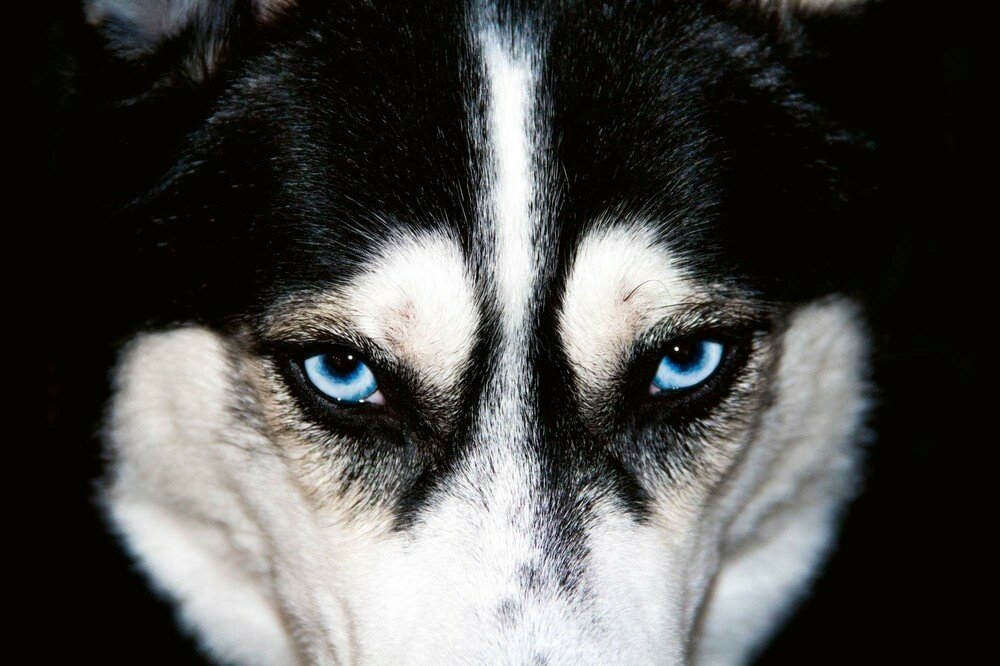 Vliesová fototapeta MS-5-0426 Husky - 375 x 250 cm