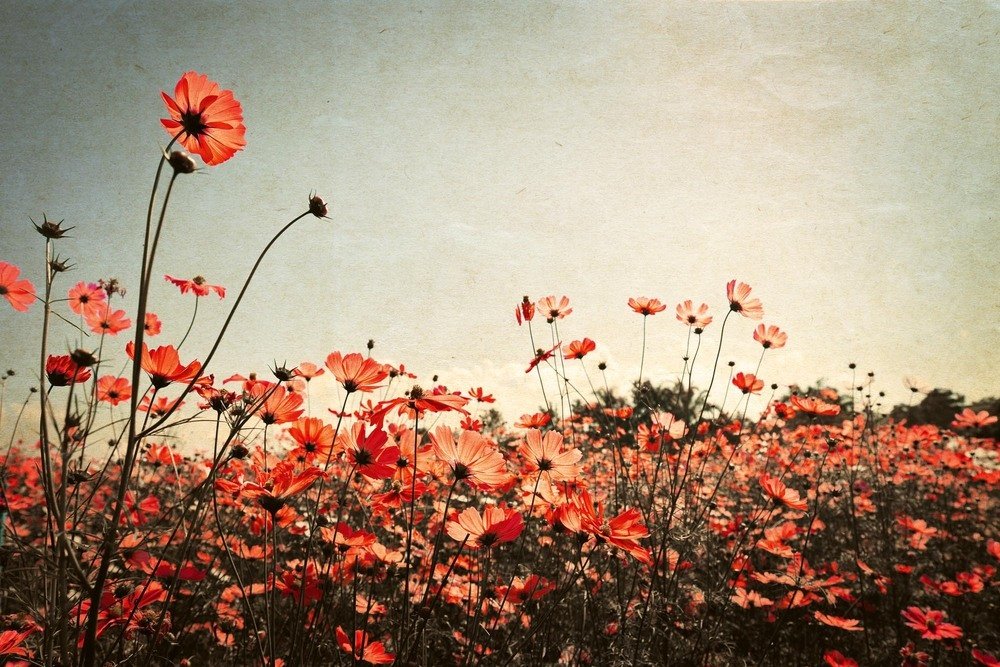Vliesová fototapeta MS-5-1309 Retro květiny - 375 x 250 cm
