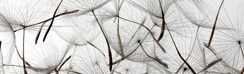 Běhoun na stůl Dandelion TS-001 - 40 x 140 cm
