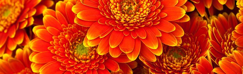 Běhoun na stůl Gerbera TS-004 - 40 x 140 cm