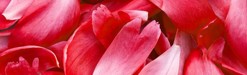 Běhoun na stůl Red Petals TS-005 - 40 x 140 cm