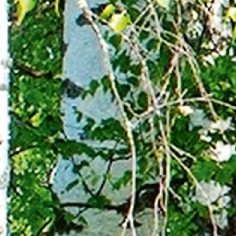 Fototapeta na míru Břízy 590 x 292 cm