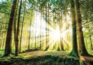 Vliesová fototapeta na zeď 22114 Sunforest 368 x 280 cm