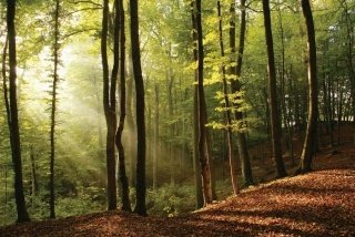 Fototapeta Dimex Forest XL-890 | 540 x 295 cm