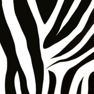 Samolepicí tapeta Zebra 15-6495