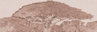 Vliesová fototapeta Dimex Acacia Tree M-307 | 330x110cm