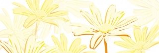 Vliesová fototapeta Dimex Marguerite M-324 | 330x110cm