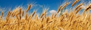 Fototapeta na linku Wheat 180 x 60 cm KI180-011