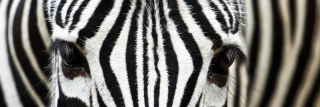 Fototapeta na linku Zebra 180 x 60 cm KI180-016