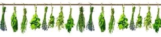 Fototapeta na linku Herbs 260 x 60 cm KI260-007